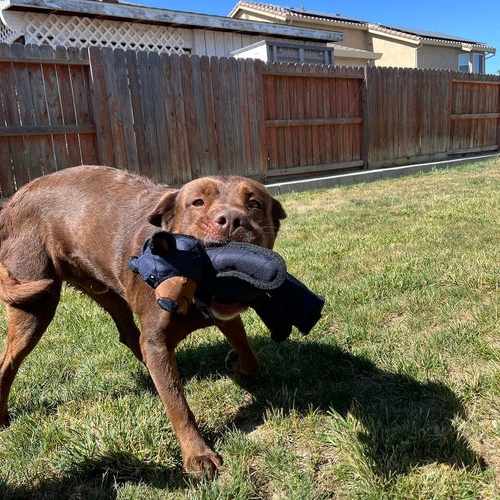 Indestructible & Interactive Bear Dog Toys for Heavy...