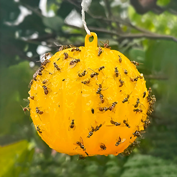 Hanging Fly Trap with Adhesive Layer ( )