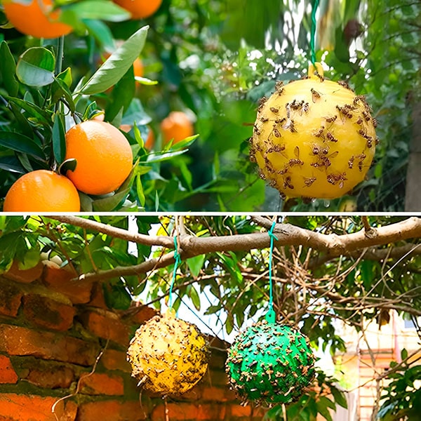 Hanging Fly Trap with Adhesive Layer ( )