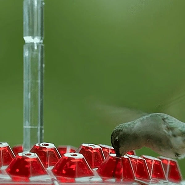 Hummingbird Feeder with Built-In Ant Moat