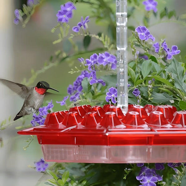 Hummingbird Feeder with Built-In Ant Moat